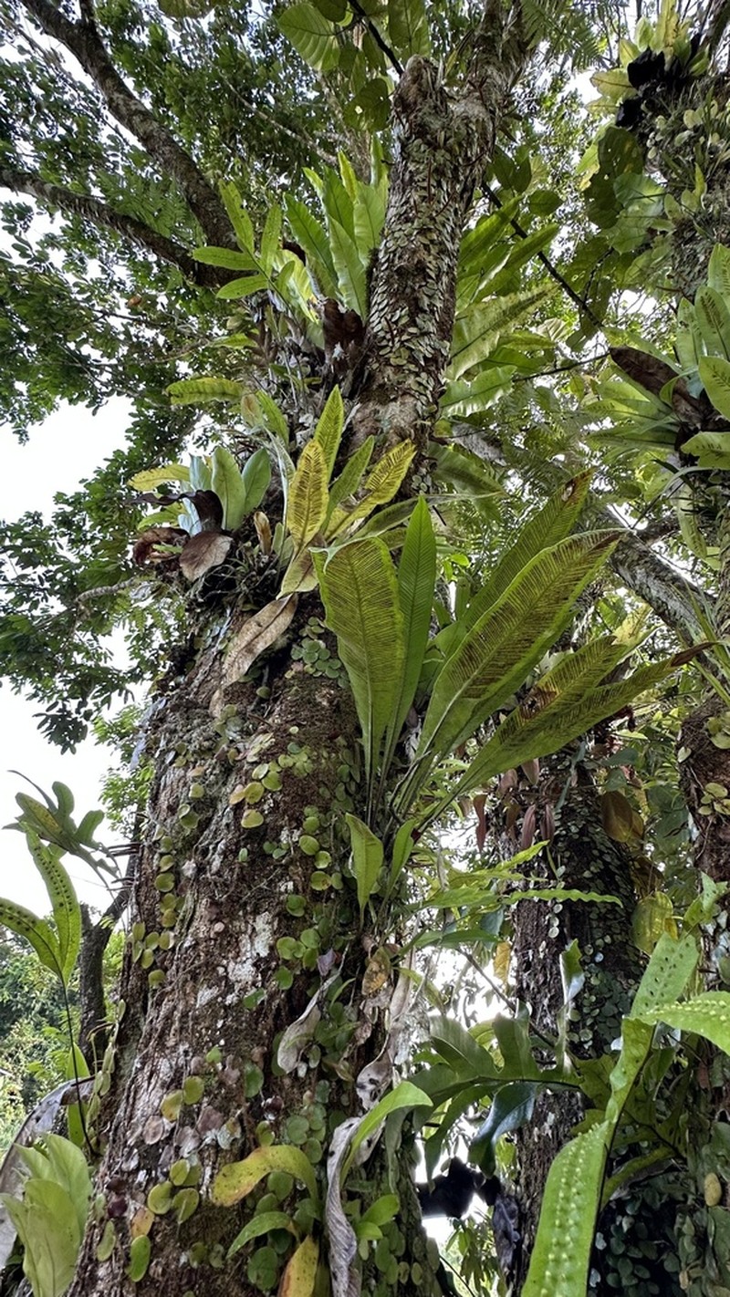Asplenium batuense photo 2