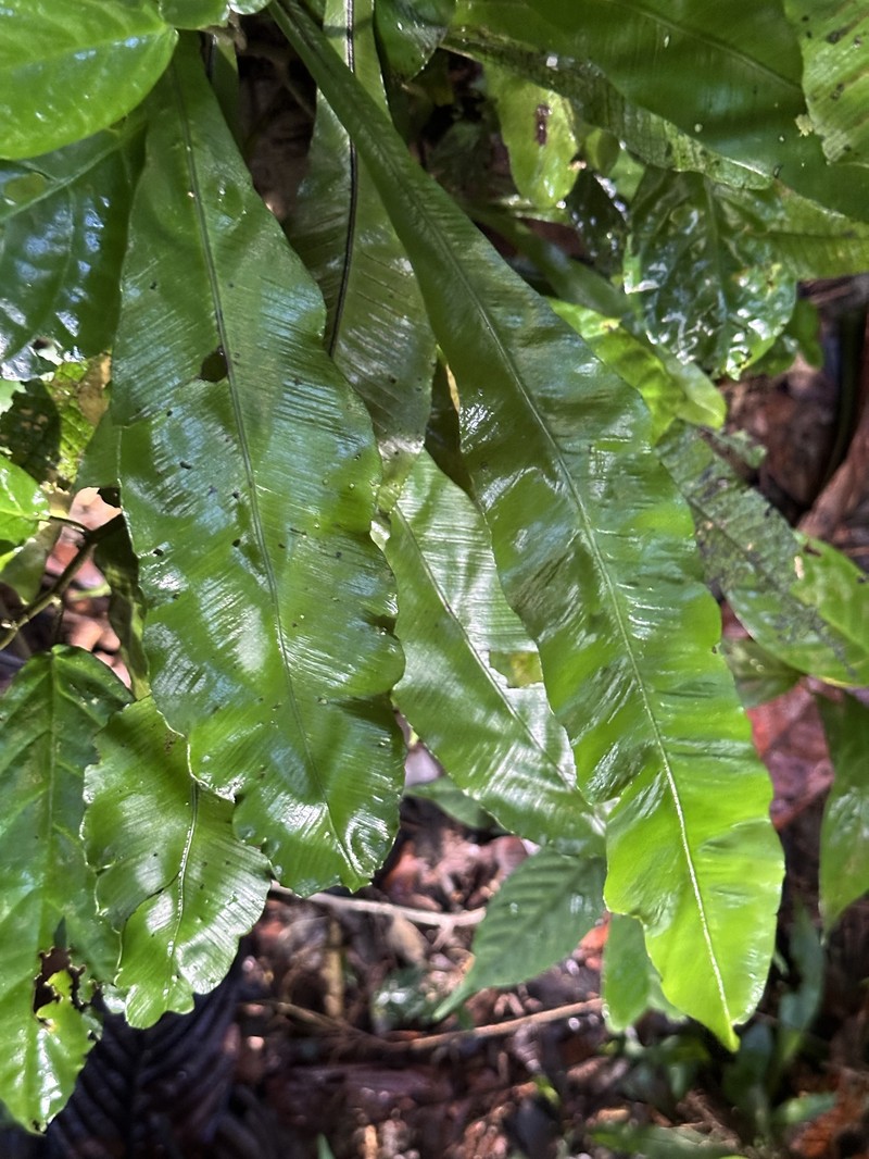 Asplenium batuense photo 4