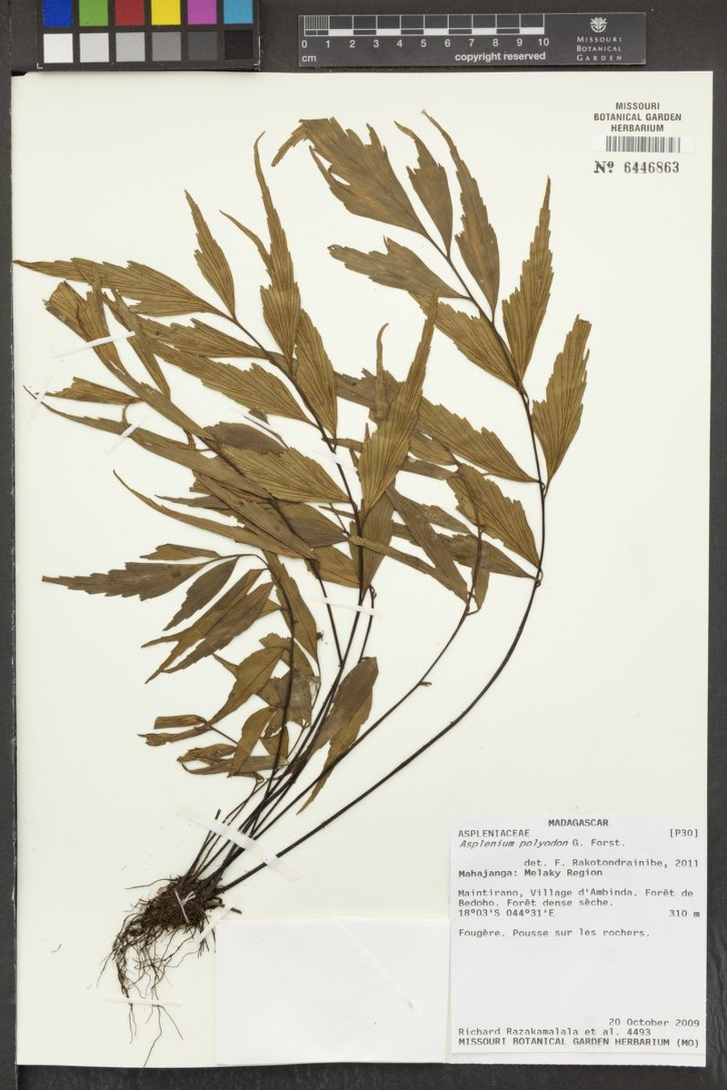 Asplenium beankaense