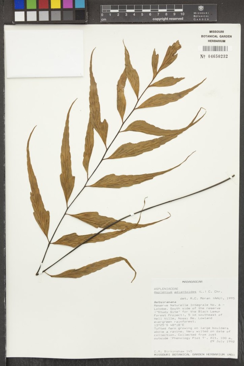 Asplenium beankaense photo 2