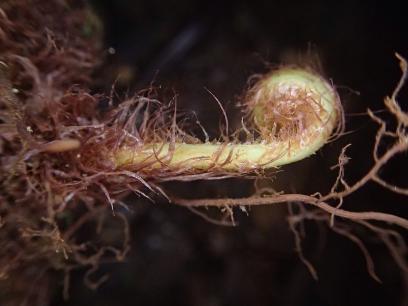 Asplenium biafranum