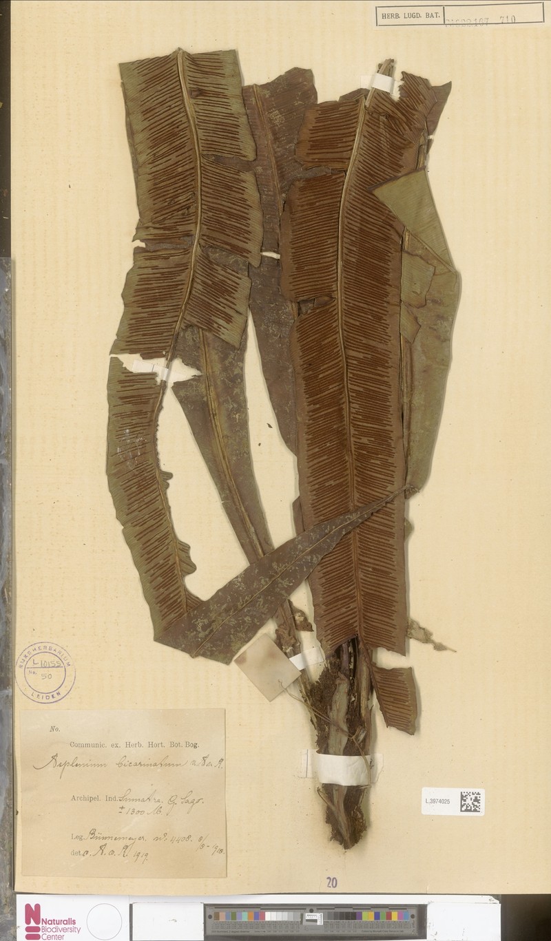Asplenium bicarinatum photo 2