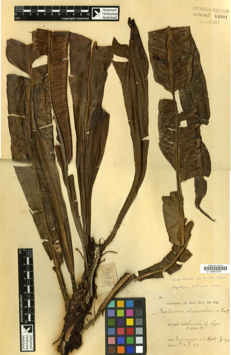 Asplenium bicarinatum photo 3