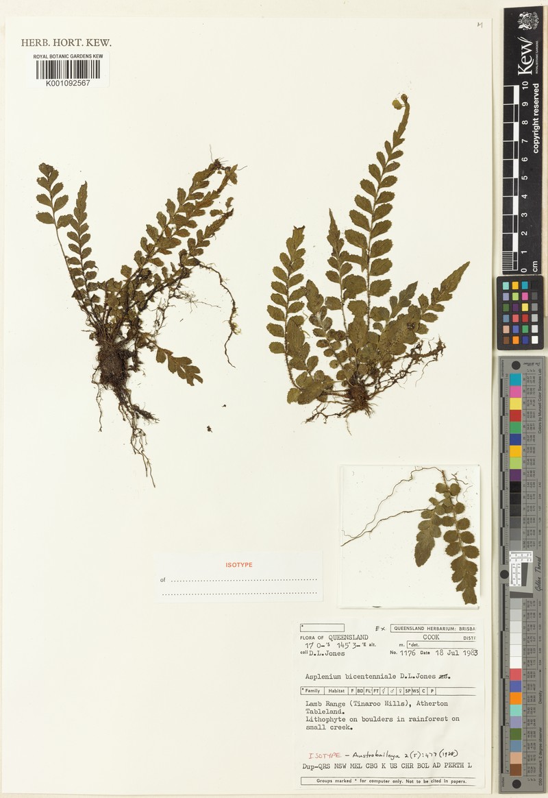 Asplenium bicentenniale photo 4