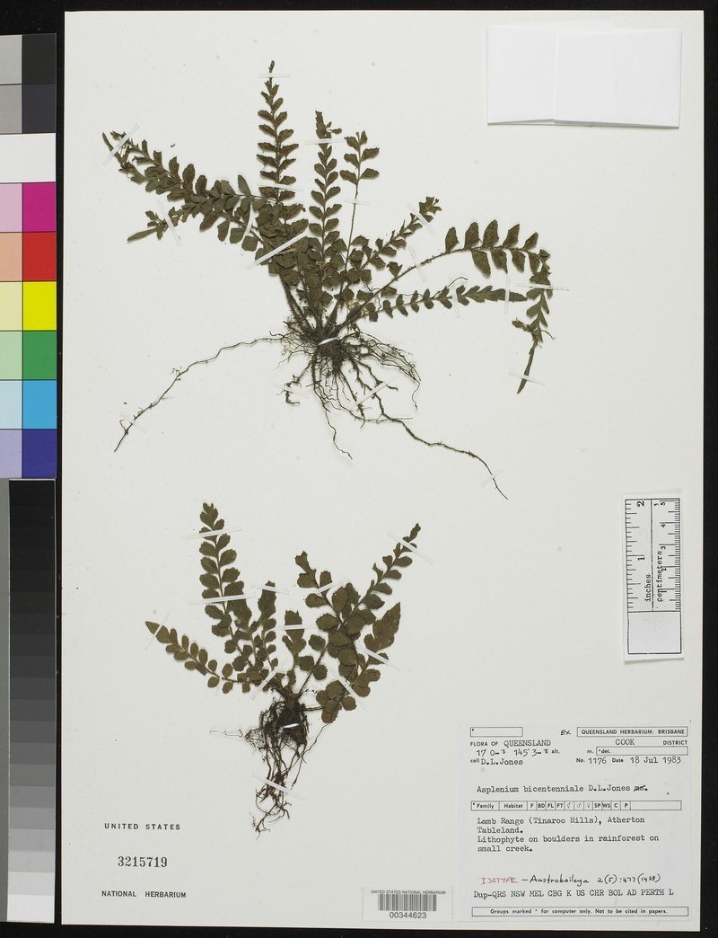 Asplenium bicentenniale