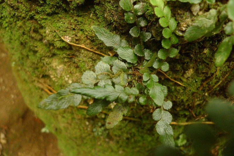 Asplenium bicentenniale