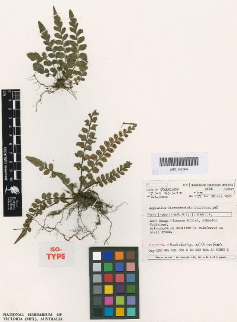 Asplenium bicentenniale photo 2