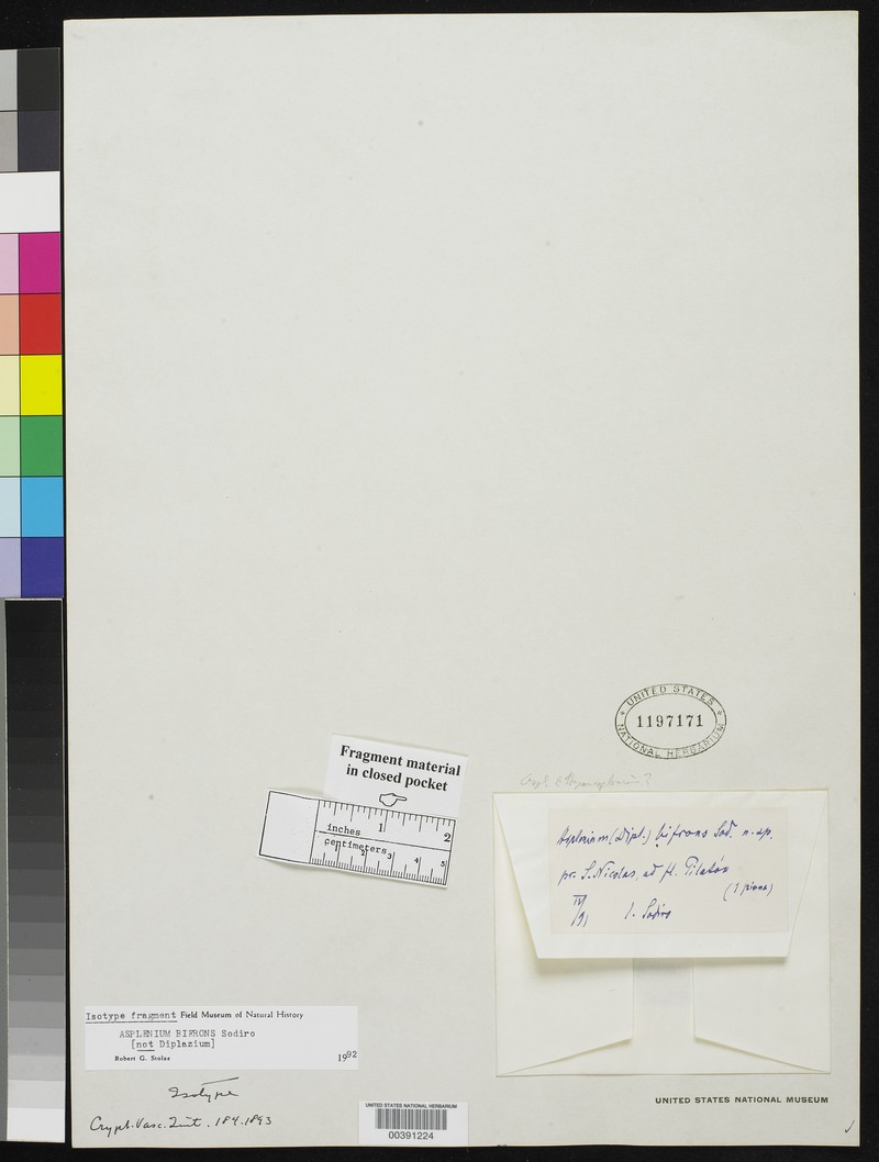 Asplenium bifrons