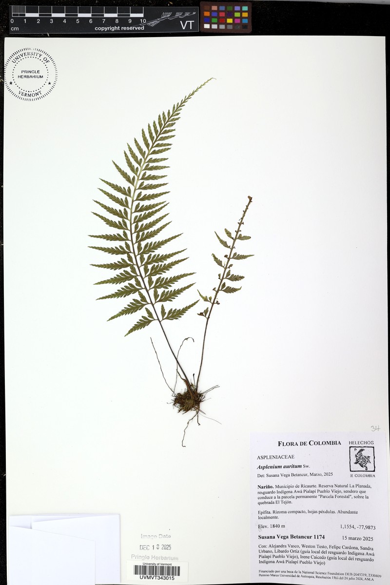 Asplenium bipartitum photo 2