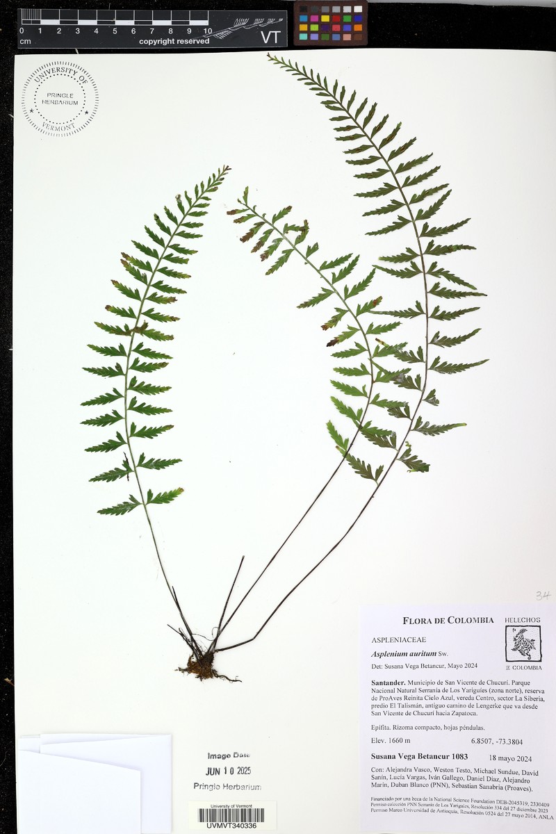 Asplenium bipartitum photo 3