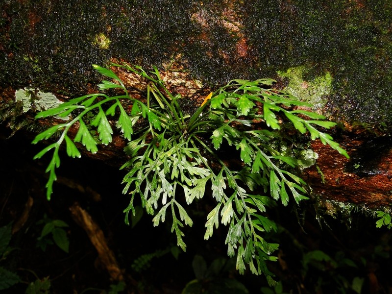 Asplenium bipartitum photo 4