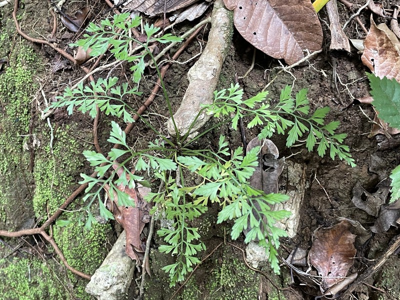 Asplenium bipartitum photo 5
