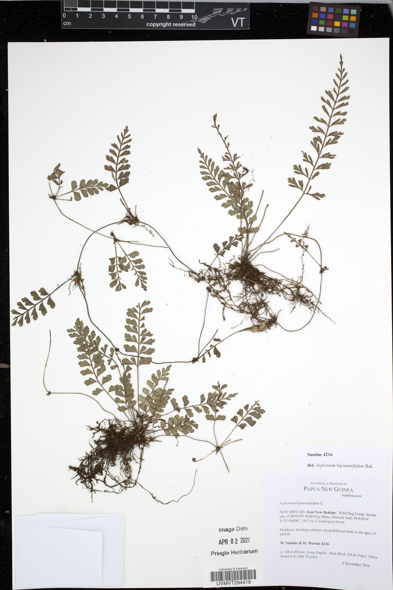 Asplenium bipinnatifidum photo 2