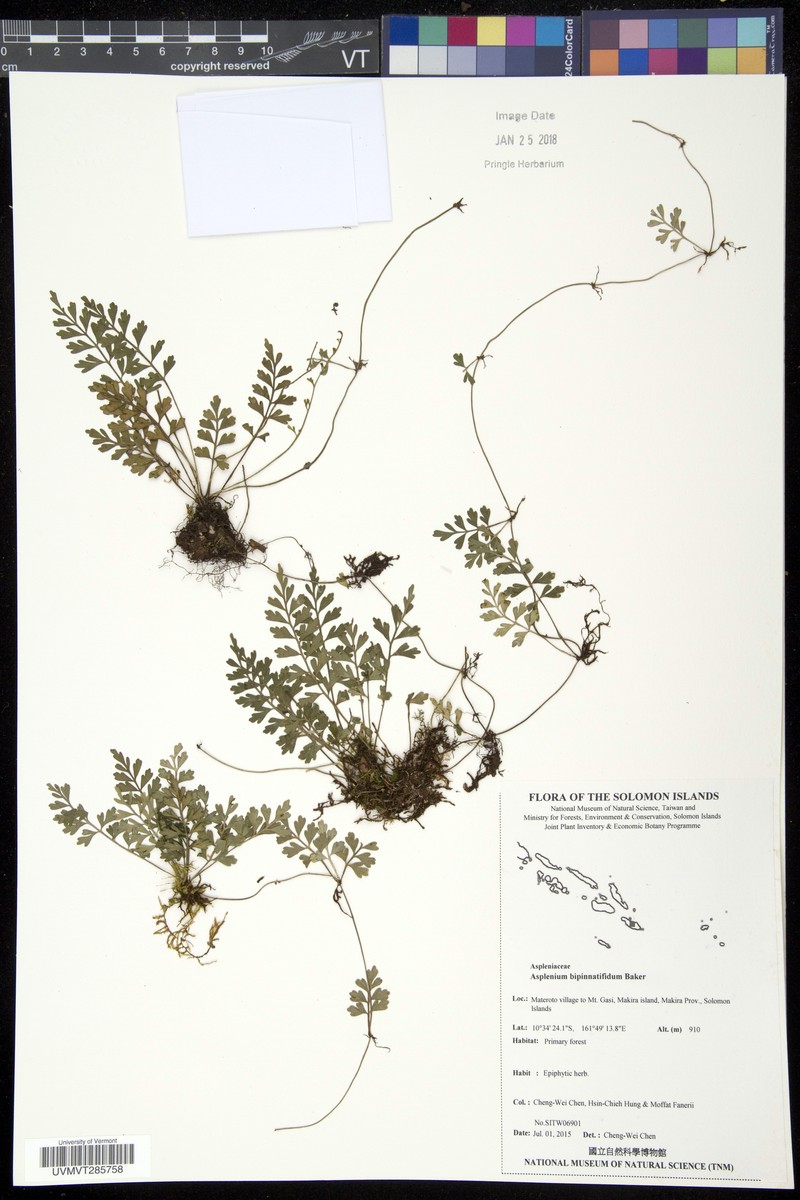 Asplenium bipinnatifidum photo 3