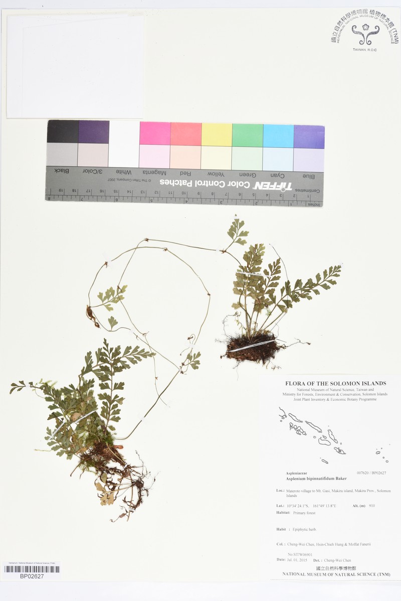 Asplenium bipinnatifidum photo 4
