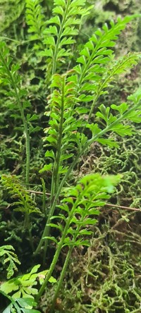 Asplenium bipinnatifidum
