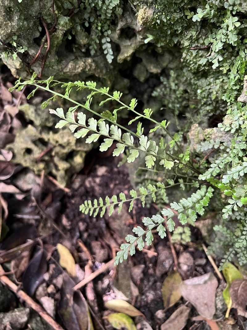 Spleenwort