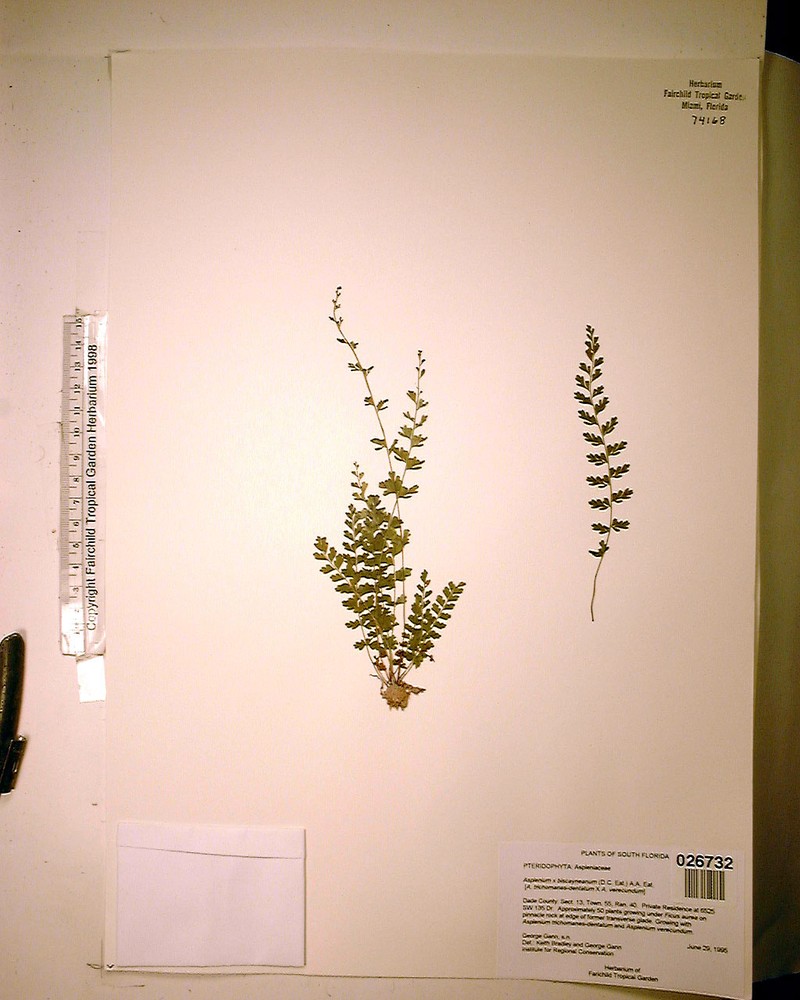 Spleenwort photo 2