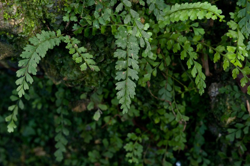 Spleenwort photo 4