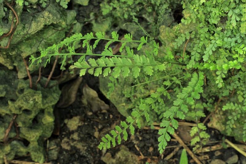 Spleenwort photo 6