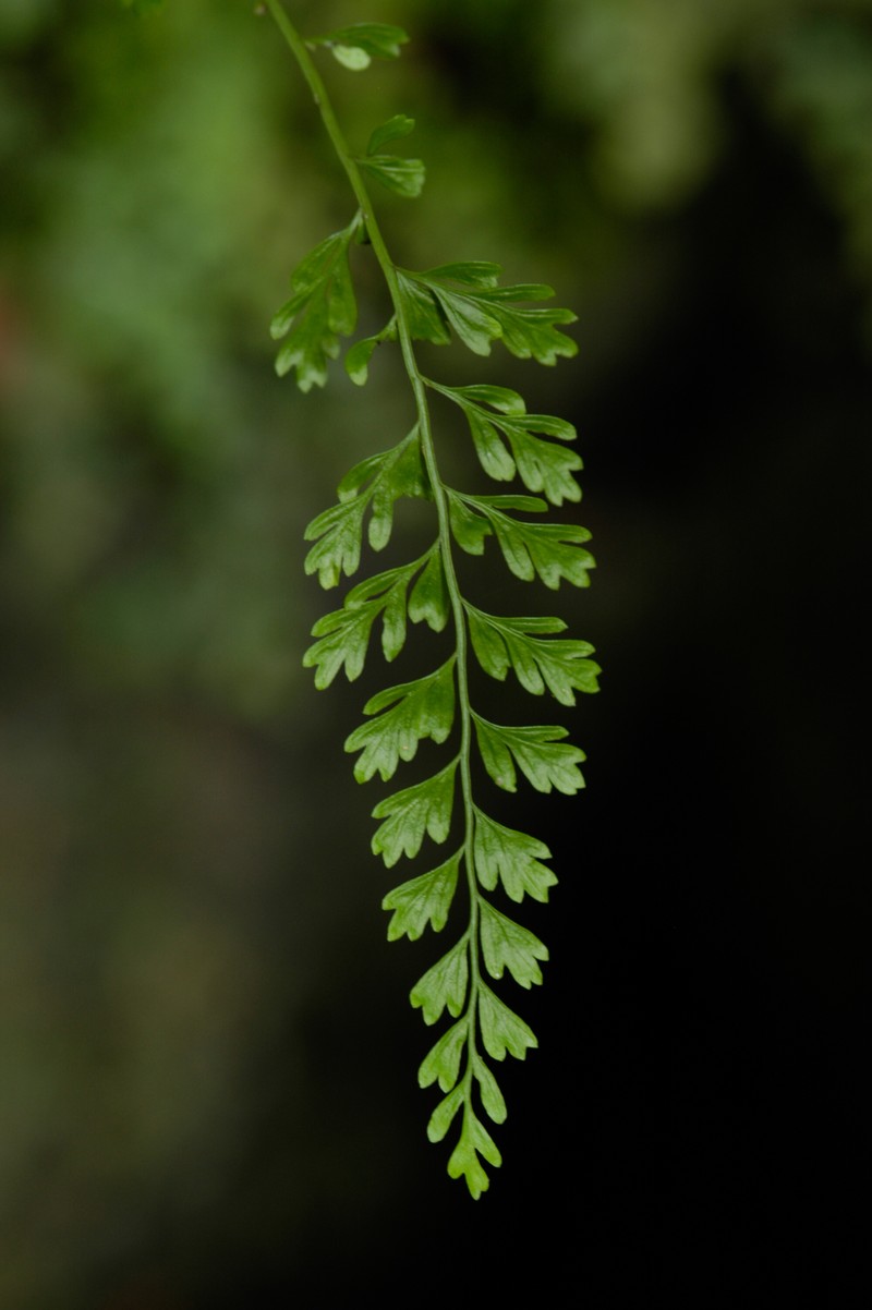 Spleenwort photo 8