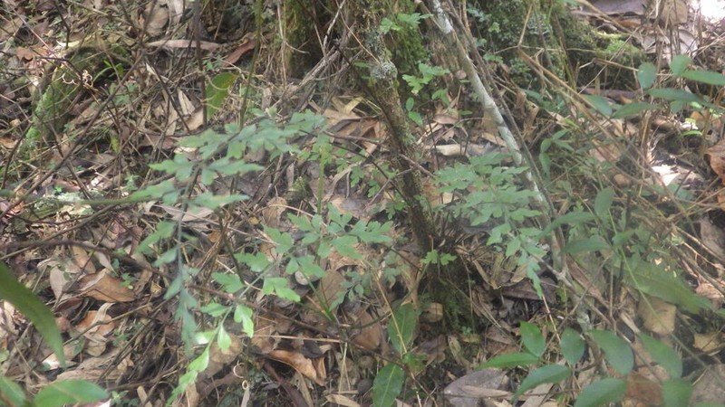Asplenium blastophorum