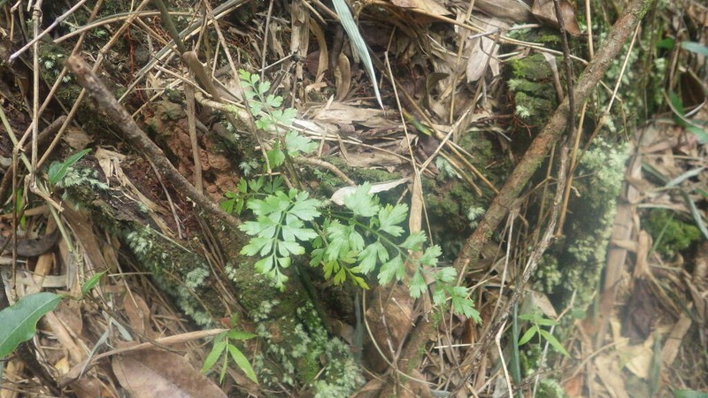 Asplenium blastophorum photo 5