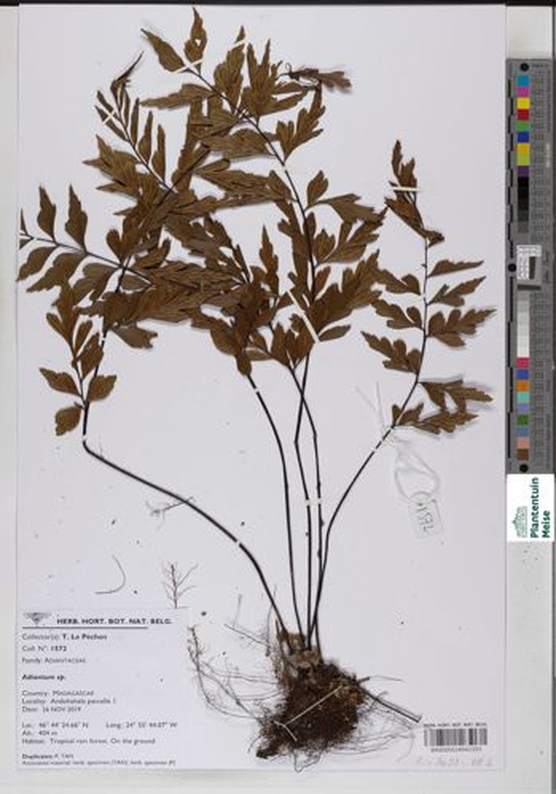 Asplenium blastophorum