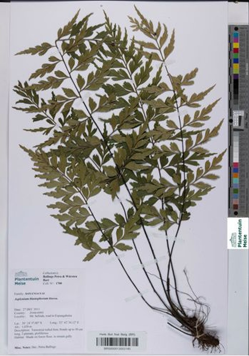 Asplenium blastophorum photo 2