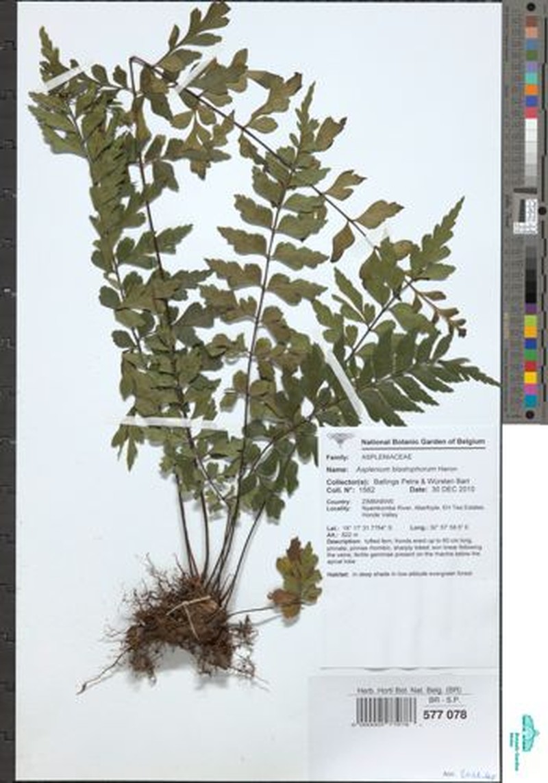 Asplenium blastophorum photo 3