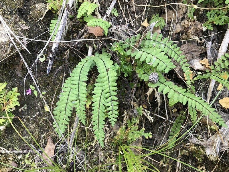 Asplenium blepharodes