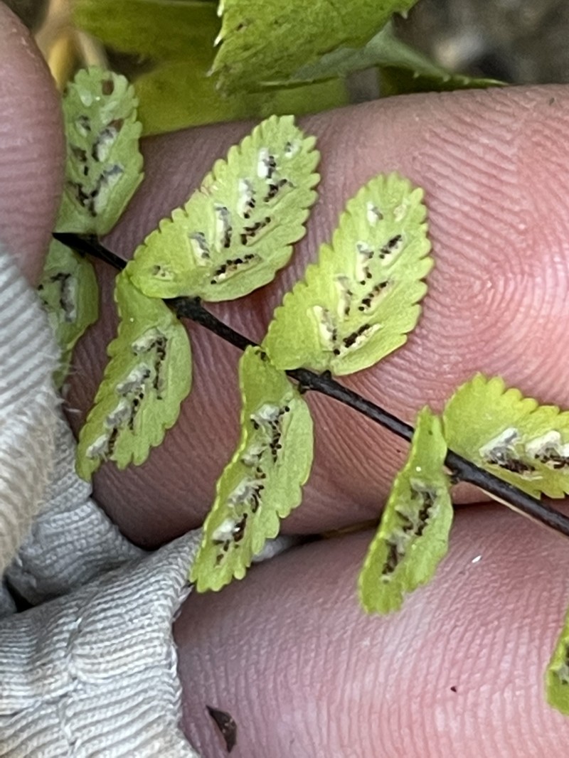 Asplenium blepharodes photo 2