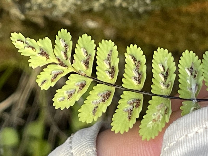 Asplenium blepharodes photo 3
