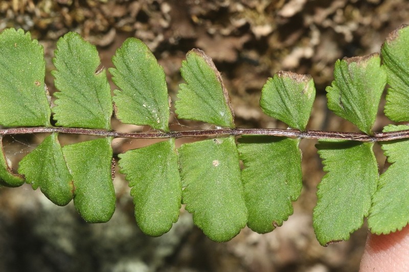 Asplenium blepharodes photo 4