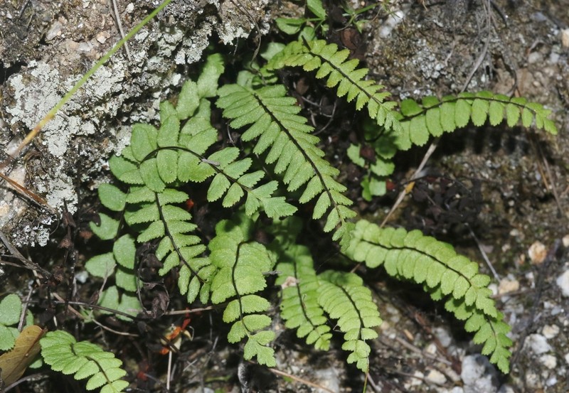 Asplenium blepharodes photo 5