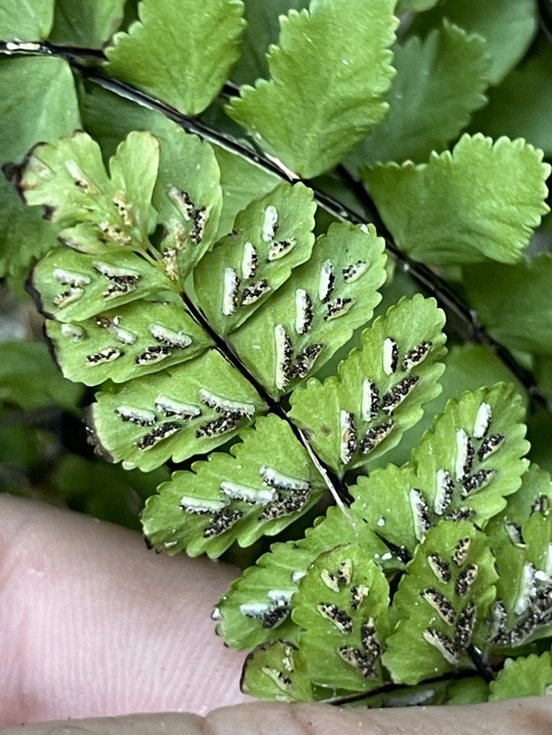 Asplenium blepharodes photo 6