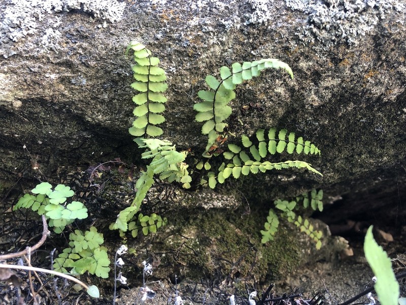 Asplenium blepharodes photo 7
