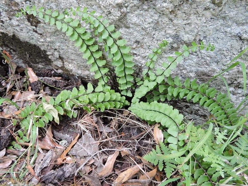 Asplenium blepharodes photo 8
