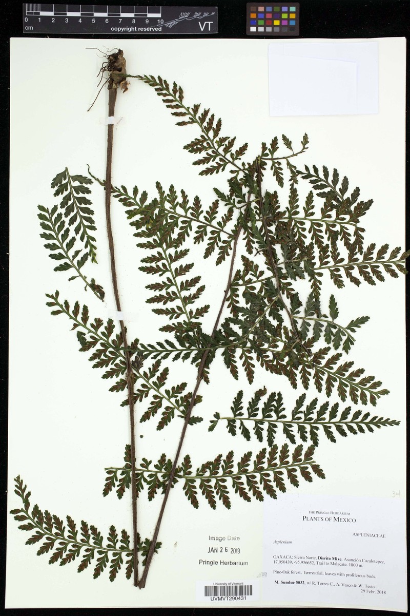 Asplenium blepharophorum photo 2