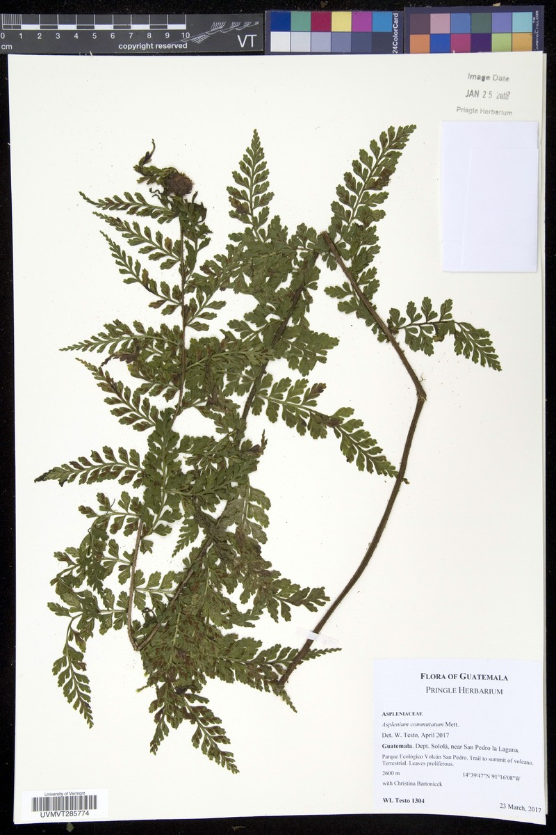 Asplenium blepharophorum photo 3