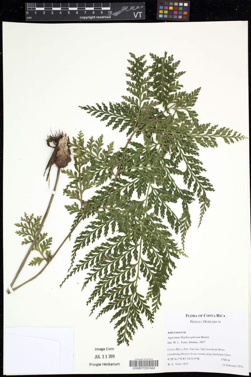 Asplenium blepharophorum photo 4