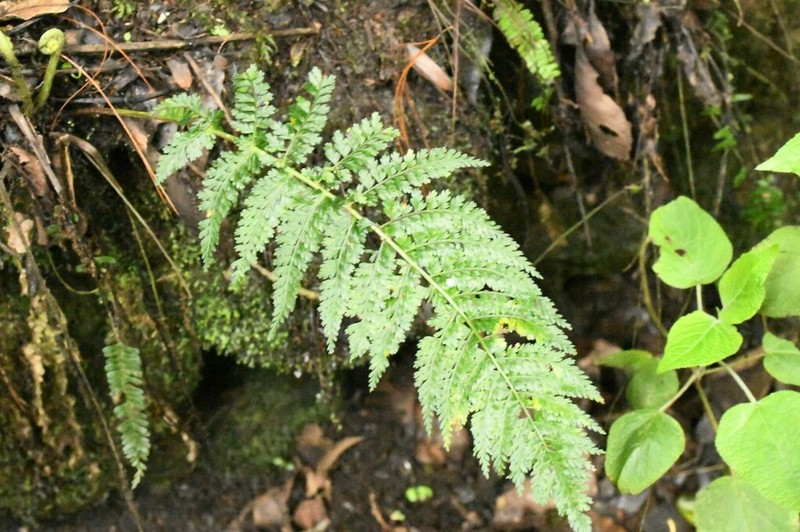 Asplenium blepharophorum