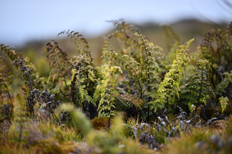 Asplenium blotiae
