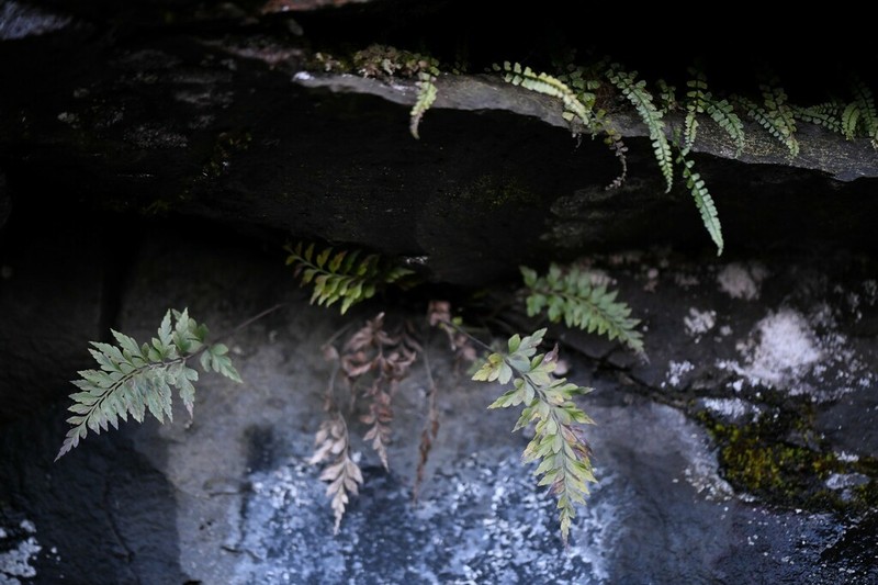Asplenium blotiae photo 2