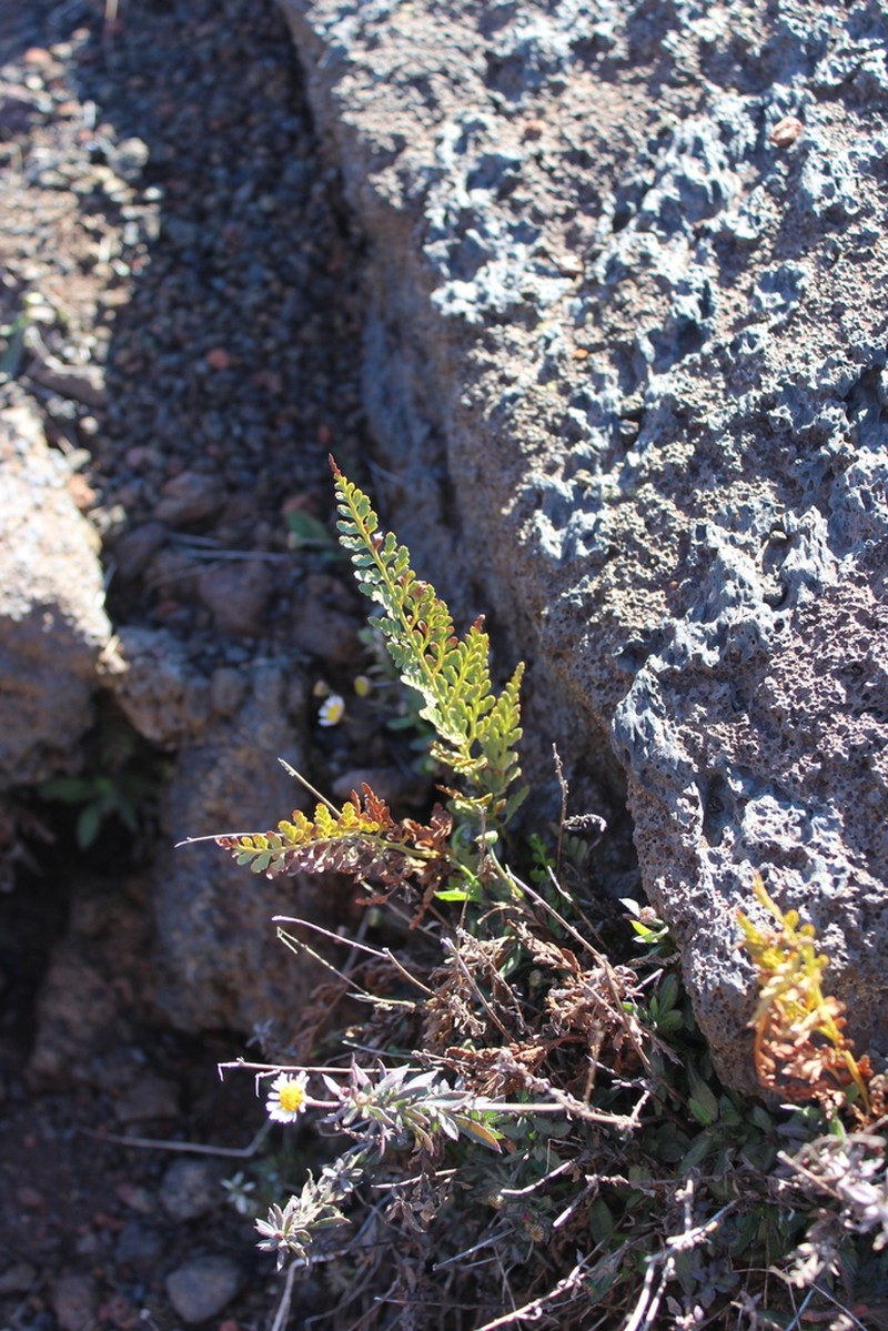 Asplenium blotiae photo 3