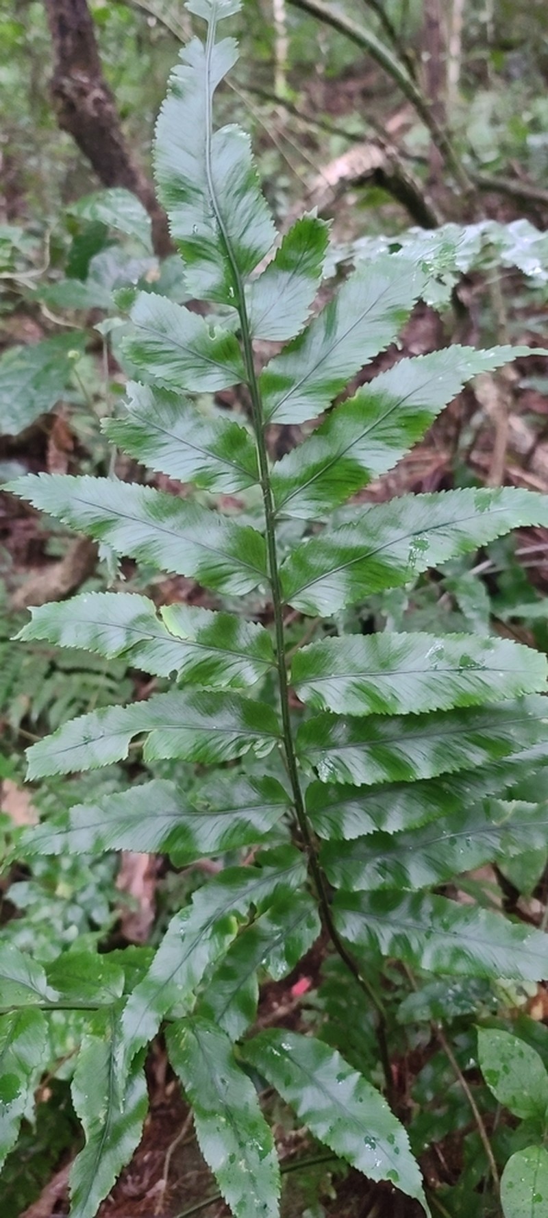 Asplenium boiteaui photo 2
