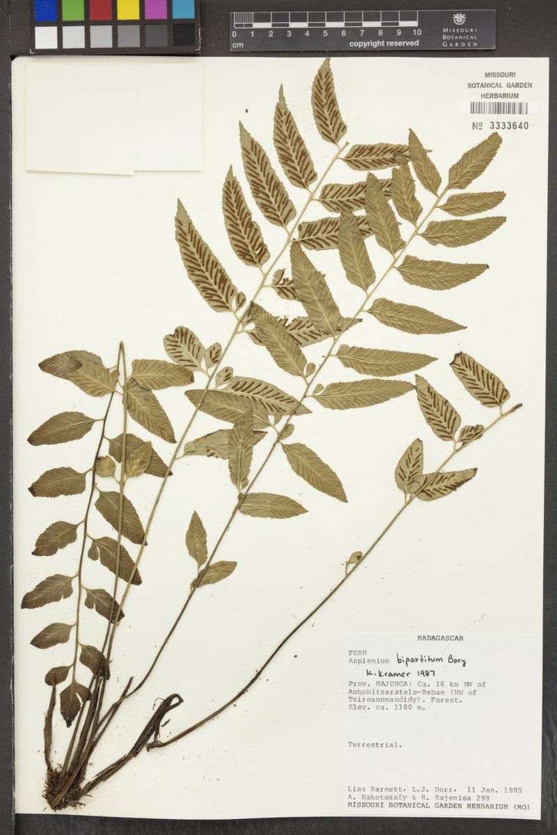 Asplenium boiteaui photo 3