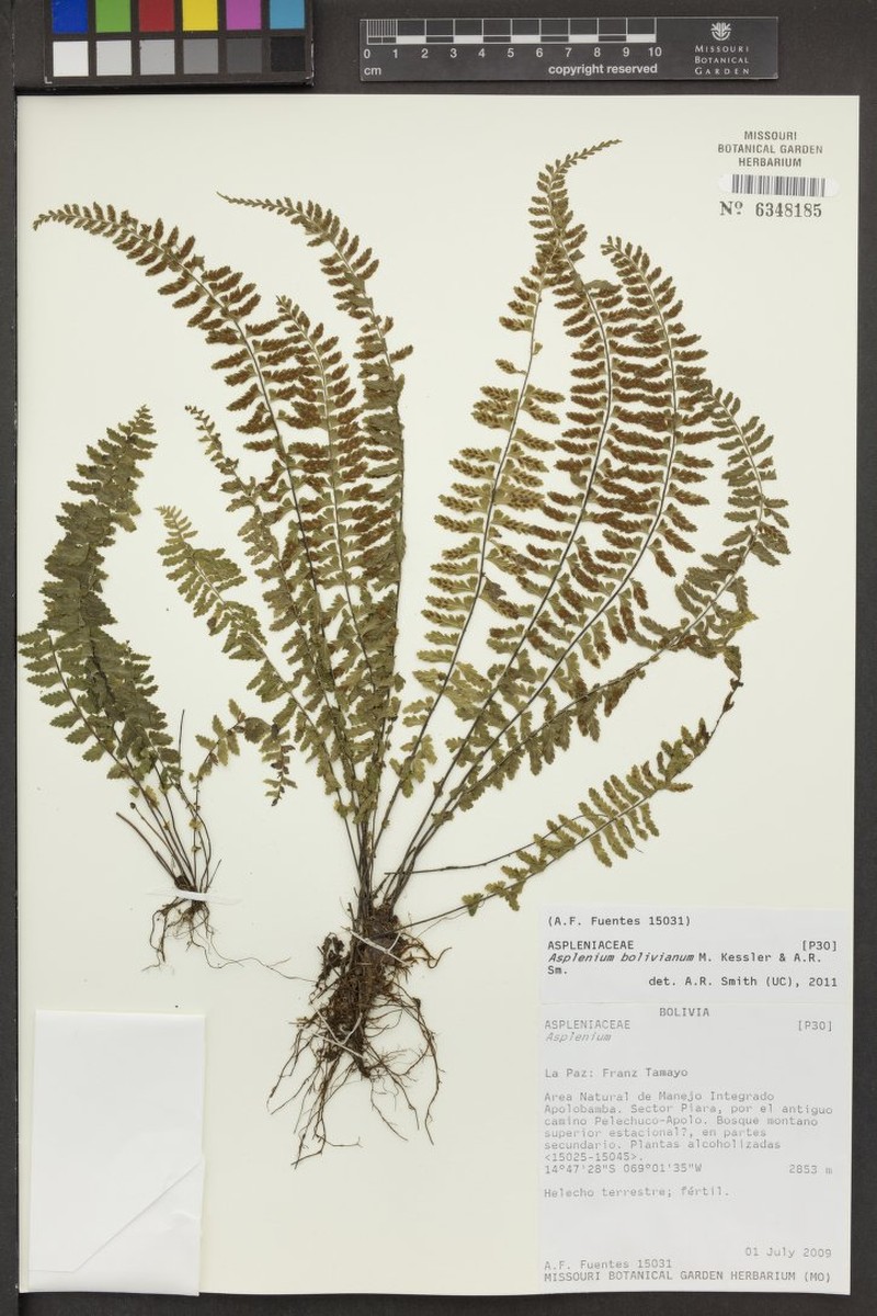 Asplenium bolivianum