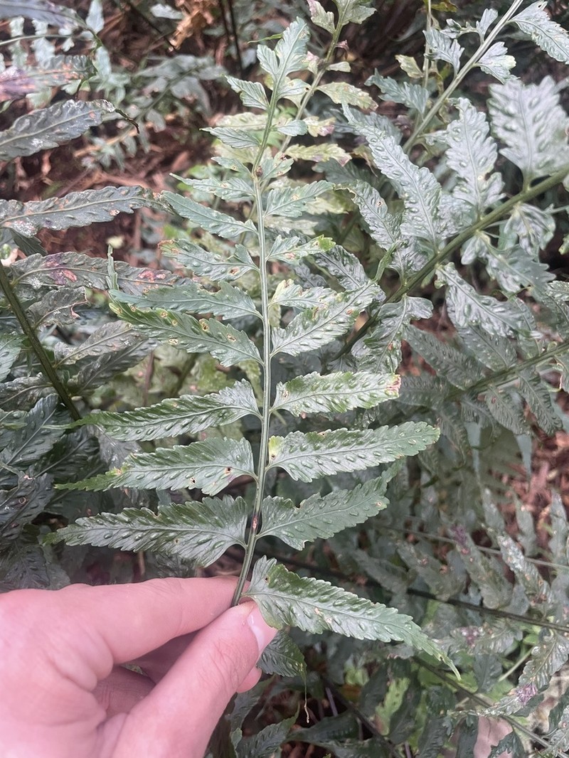 Asplenium boltonii