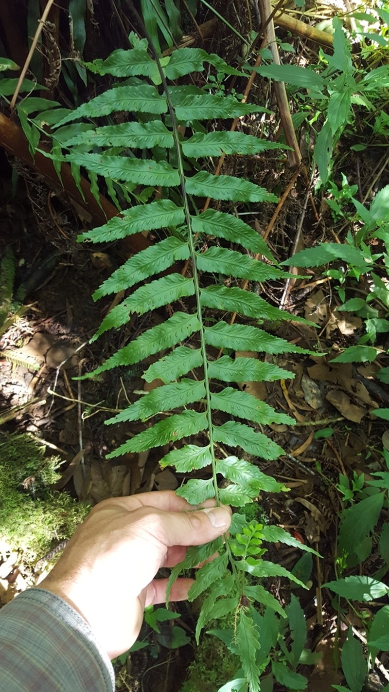 Asplenium boltonii photo 2